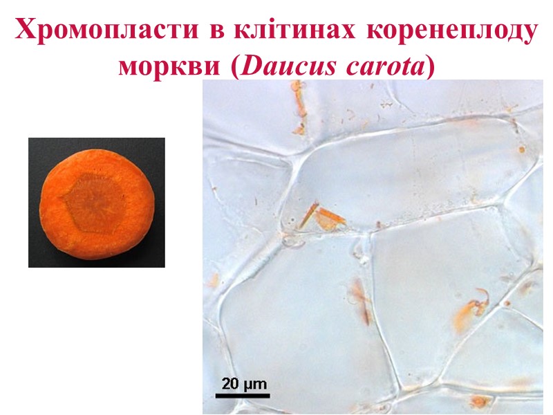 Хромопласти в клітинах коренеплоду моркви (Daucus carota)